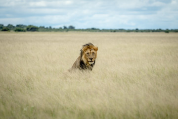 Big male Lion sitting in the high grass.