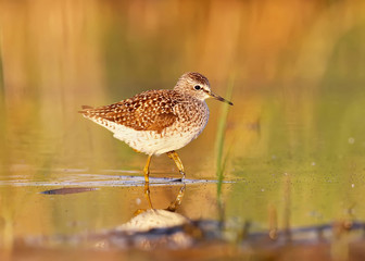 wood sandpiper walking on water