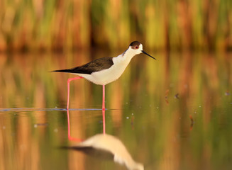 black-winged stilt, common stilt, or pied stilt in morning light.