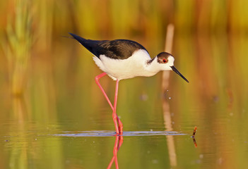 Portrait of black-winged stilt in morning light.