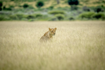 Lion sitting in the high grass.