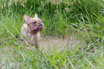 Dirty french bulldog is playing in the field
