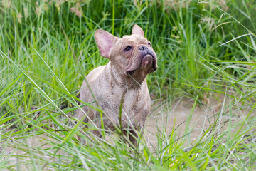 Dirty french bulldog is playing in the field