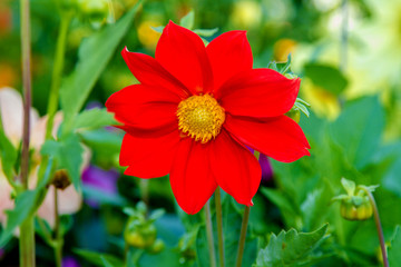  flower red dahlia with yellow center