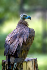 beautiful big bird animal griffin