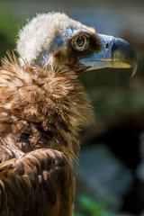 head of a large vulture bird