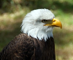 Wei&szlig;kopfseeadler (Haliaeetus leucocephalus) close-up