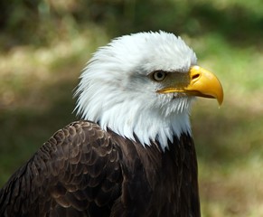 Weißkopfseeadler (Haliaeetus leucocephalus) close-up