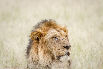 Close up of a big male Lion in the grass.