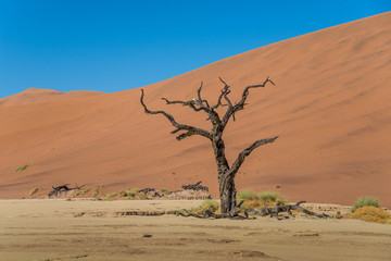 Lonely and dead tree in Deadvlei