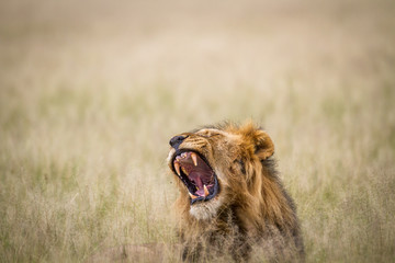 Big male Lion yawning in the grass.