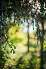 Abstract summer forest background