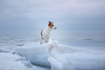 Dog Jack Russell Terrier sitting on the ice
