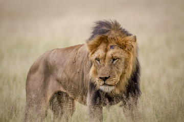Big male Lion standing in the high grass.