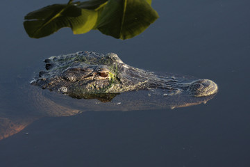 American Alligator (mississippiensis)