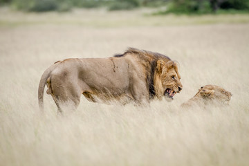 Lion mating couple in the high grass.