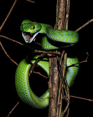 Bigeyepitviper