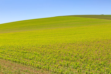 Fototapeta na wymiar Crops growing on a hillside