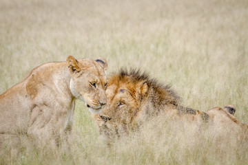 Lion mating couple in the high grass.