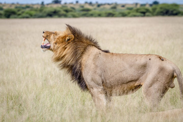 Fototapeta na wymiar Big male Lion doing a Flehmen grimace.