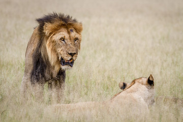 Lion mating couple in the high grass.