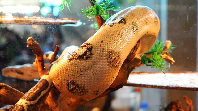 a white snake with black spots on the scales creeps along a tree branch