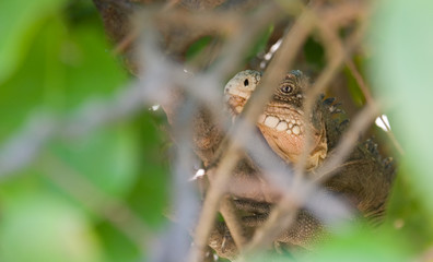 Iguane