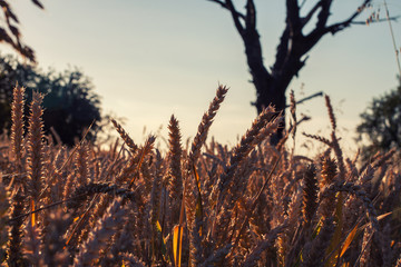 Fototapeta premium Summer Cornfield