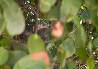 Iguane