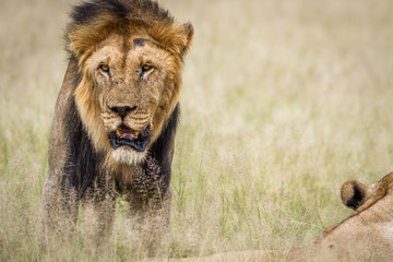 Big male Lion standing in the high grass.