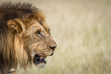 Side profile of a big male Lion.