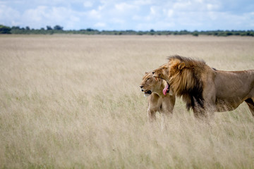 Lion mating couple in the high grass.