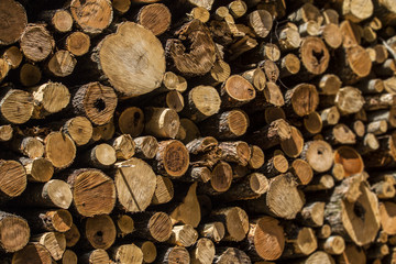 Fototapeta premium Log pile for deforestation concept. Sadness and death of animals and trees for paper and wood products. Cutting down of acres of forest.