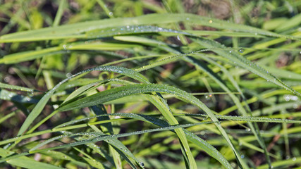 роса на траве.