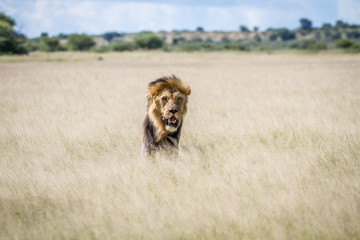 Big male Lion standing in the high grass.