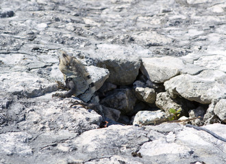Lizard coming out from the cave. Big iguana.