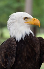 Weißkopfseeadler (Haliaeetus leucocephalus) close-up