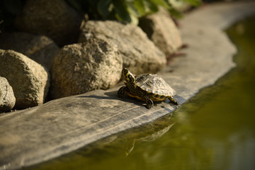 Relaxing tortoise