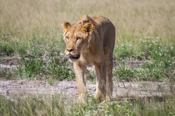 Lion walking towards the camera.