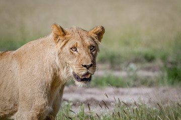 Obraz na płótnie Canvas Young male Lion starring in the Kalahari.