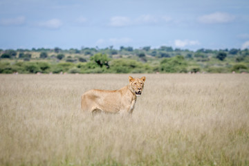 Lion standing in the high grass.