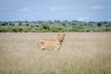 Lion standing in the high grass.