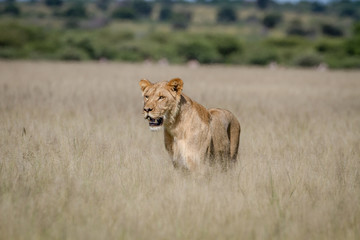 Lion standing in the high grass.