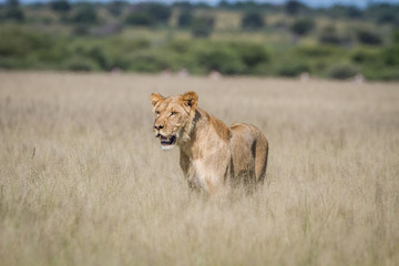 Lion standing in the high grass.