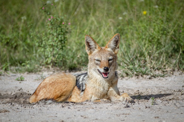 Black-backed jackal laying in the sand.