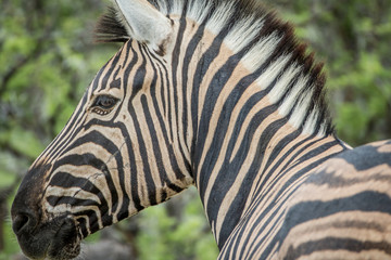 Fototapeta na wymiar Side profile of a Zebra in Etosha.