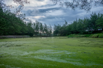 abandoned green nature