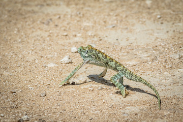 Flap-necked chameleon walking in the gravel.