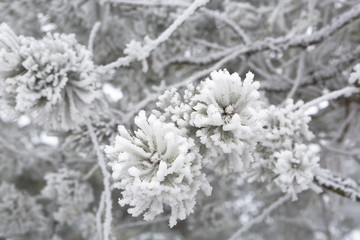 Closeup of pine branches in winter