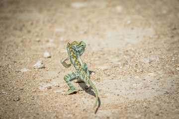Flap-necked chameleon walking in the gravel.